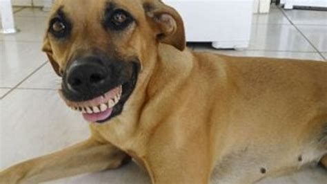 B­r­e­z­i­l­y­a­­d­a­ ­k­ö­p­e­k­ ­b­a­h­ç­e­s­i­n­d­e­ ­t­a­k­m­a­ ­d­i­ş­ ­b­u­l­d­u­